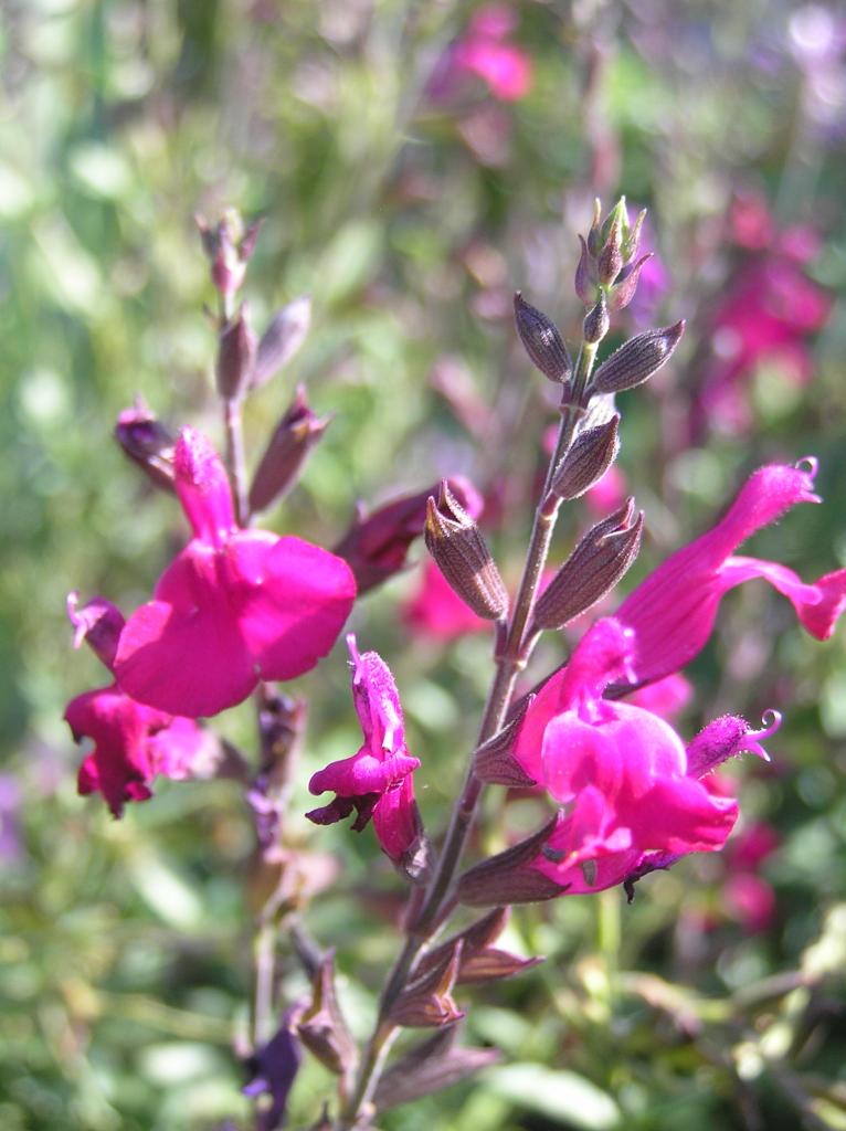 Salvia x 'Raspberry Delight' | High Plains Gardening